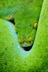 Naklejka premium green tree python Morelia viridis
