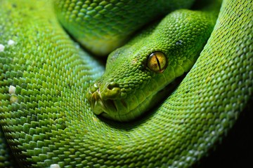 Naklejka premium A body of the green tree python Morelia viridis close-up. Portrait art. Snake skin, natural texture, abstract, graphic resources. Environmental conservation, wildlife, zoology, herpetology