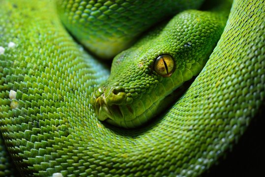 A body of the green tree python Morelia viridis close-up. Portrait art. Snake skin, natural texture, abstract, graphic resources. Environmental conservation, wildlife, zoology, herpetology