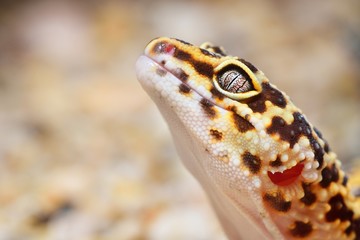 Leopard gecko Eublepharis macularius in the Zoo