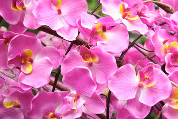 Pink orchid
