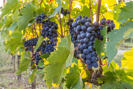 Grappolo di uva nera