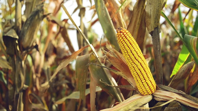 Ripe maize on the cob in cultivated agricultural corn field
