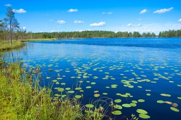 Summer landscape at the lake
