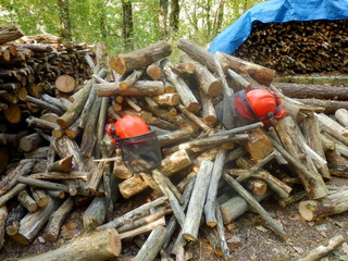 A pile of sawn logs in a woodland clearing