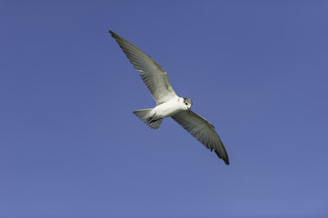 Seagull spread the wing and turn left