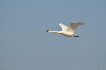 Cygne en vol