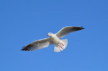 Mouette rieuse en vol