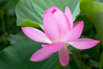 Fototapeta premium 蓮の花