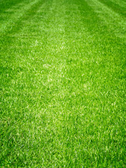 Vibrant Grass Field - 70518630