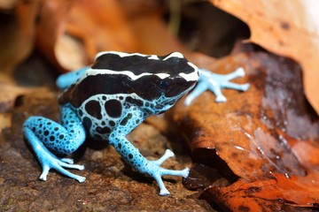 Fototapeta premium Blue dart frog Dendrobates tinctorius, form 