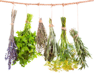 various fresh herbs hanging