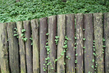 Fototapeta premium wooden fence