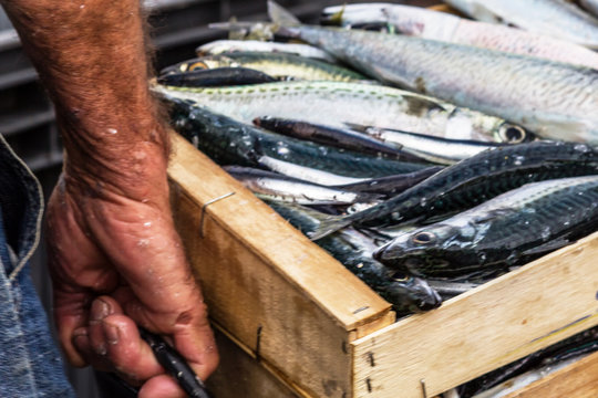 Sardinen in der Packstation