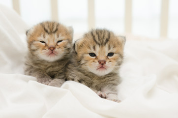 Two newborn kitten of American Shorthair