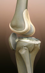 Obraz na płótnie Canvas bone, human knee