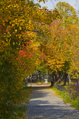 fall on the white background