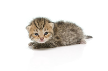 Newborn tabby kitten on white background