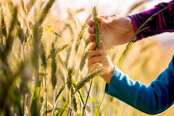 Child and woman holding a ripening ear of wheat