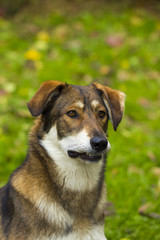 dog on the white background