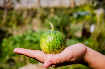 Watermelon