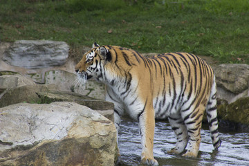 tiger in a waterfall