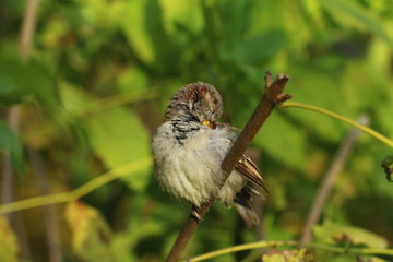 sparrow on the white background