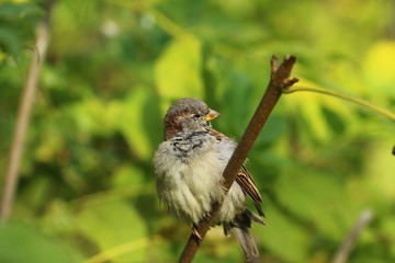 sparrow on the white background