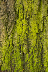 moss on the white background