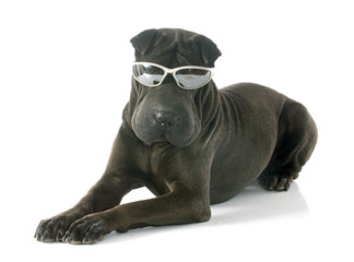 shar pei and glasses