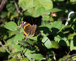 Papillon orange et noir