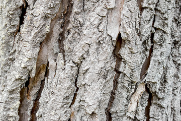 The bark of an aspen