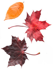 Colorful set of autumn leaves. collection beautiful colorful aut