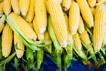 Grains of ripe corn.Raw corn, Fresh corn.