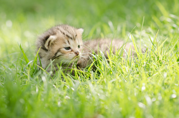 Naklejka na ściany i meble Cute newborn kitten american shorthair on grass