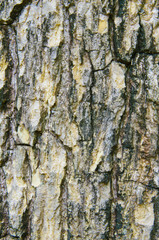 Bark texture tree