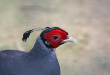 Closeup, face of male Siamese Fireback (Lophura diardi)
