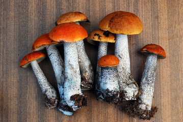 Orange-cap boletus growing in the forest