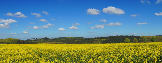 Wald und Rapsfeld Panorama