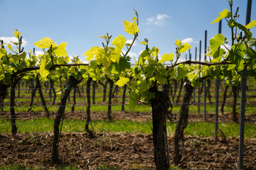 Fototapeta na wymiar viticulture13