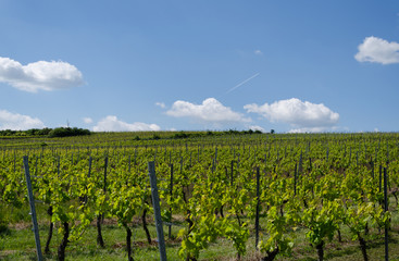 Fototapeta na wymiar viticulture12