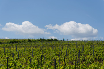 Fototapeta na wymiar viticulture21