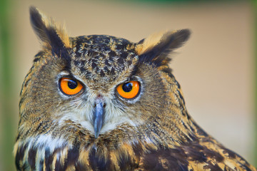 Eagle Owl