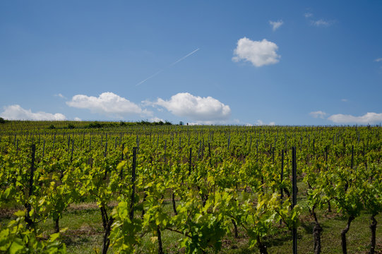 viticulture11