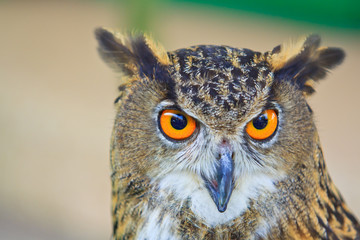 Eagle Owl