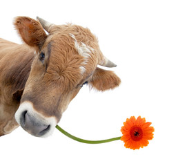 Kuh mit Blume