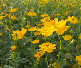 yellow flower feild