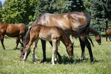 Obraz na płótnie Canvas Thoroughbred mare and foal grazing in pasture following mother