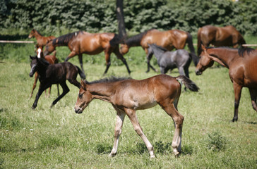 Herd of foals  and mares grazing in the pasture