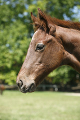 Obraz premium Portrait of a pretty foal in summer pasture.